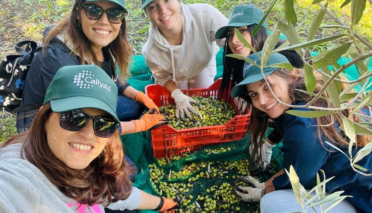 Primo olio di oliva sociale con il marchio  San Giorgio a Cremano: è il frutto di uno dei progetti di rigenerazione di ex Terra Felix, confiscata  e restituita alla collettività, al lavoro per la raccolta delle olive anche 15 ragazzi con disabilità