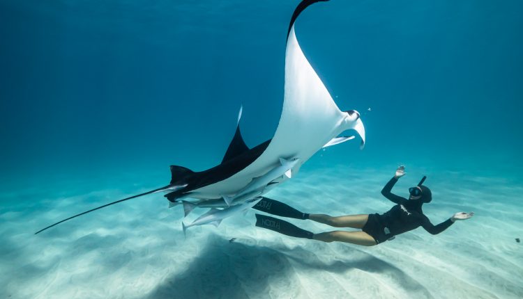 Ocean Film Festival chiude il Tour italiano alla Federico II. Il 4 dicembre alle 20.30 al Cinema Academy Astra 5 corti e documentari che celebrano la cultura marina e l’importanza della tutela dei mari