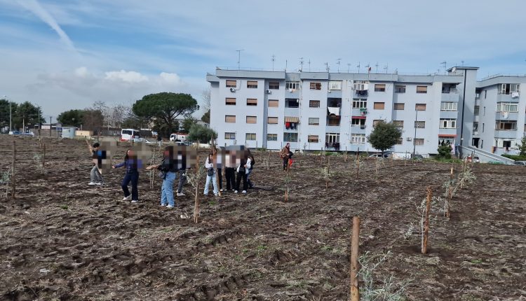 Dai banchi di scuola ai campi d’ulivo, successo per l’iniziativa organizzata a Pollena Trocchia: gli studenti dell’I.C. Donizetti in visita allo storico oleificio Punzo